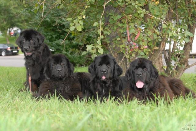 Фото: ньюфаундленд Potap Belinda (Потап Белинда), ньюфаундленд Sent Djons Dora (Сент Джонс Дора), ньюфаундленд Sent Djons Zanna D'Ark (Сент Джонс Жанна Д'Арк), ньюфаундленд Sent Djons Nirvana (Сент Джонс Нирвана)