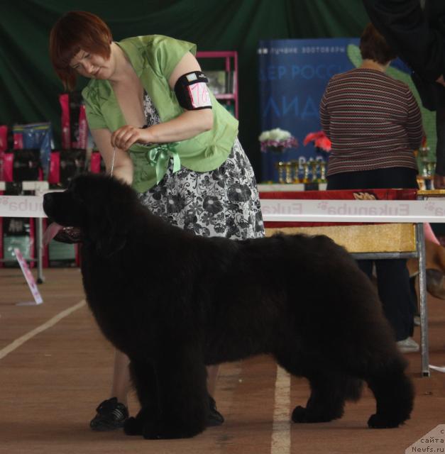 Фото: ньюфаундленд King of Helluland Just Love