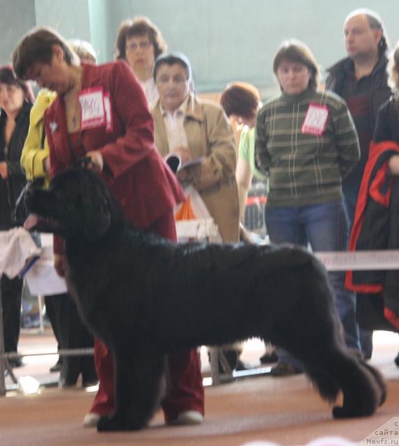 Фото: ньюфаундленд Super Premium Glukoza (Супер Премиум Глюкоза)