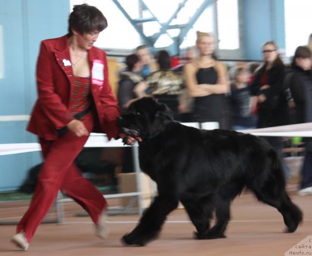 Фото: ньюфаундленд Super Premium Glukoza (Супер Премиум Глюкоза)