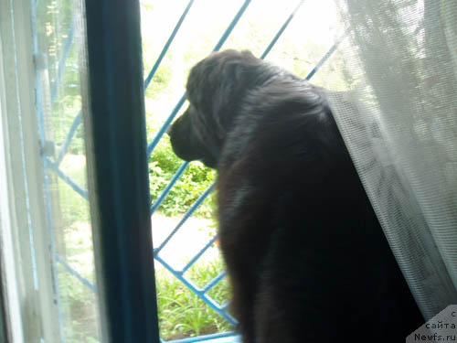 Фото: ньюфаундленд Brenda Kara Deniz (Бренда Кара Дениз)