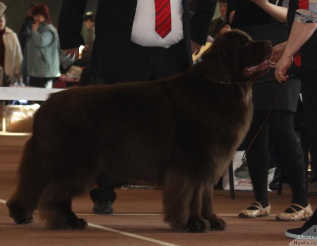 Фото: ньюфаундленд Super Premium Brabus (Супер Премиум Брабус)