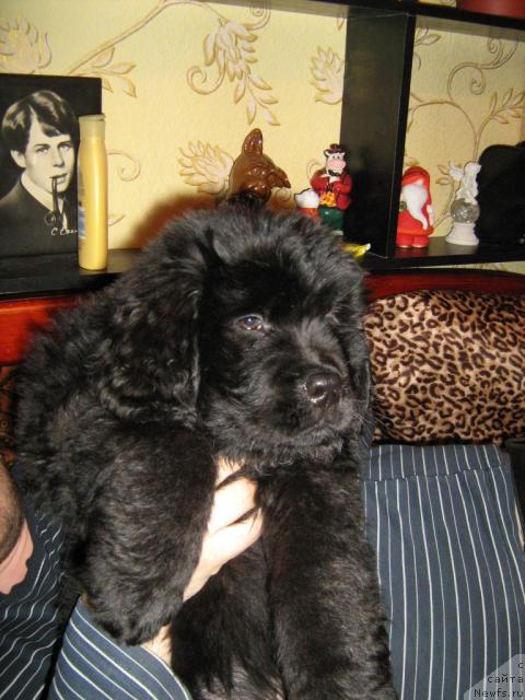 Фото: Vladimir Zvonarev (Владимир Звонарев), ньюфаундленд YAguar-Hranitel' Pokoya (Ягуар-Хранитель Покоя)