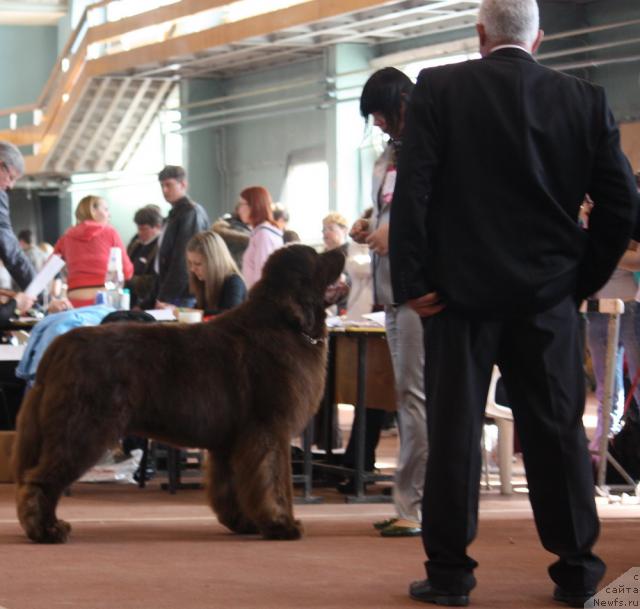 Фото: ньюфаундленд Aetna vom Riesrand (Aetna vom Riesrand)