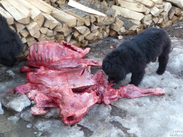 Фото: ньюфаундленд Bol'shaya Udacha (Большая Удача)