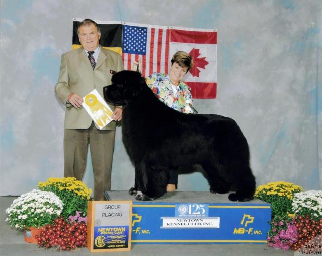 Фото: ньюфаундленд Kodiak Acres Name in Bright Lights