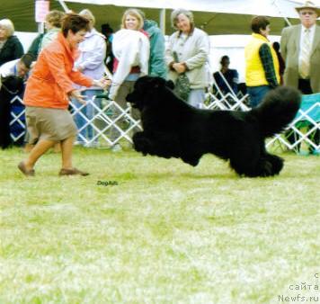 Фото: ньюфаундленд Kodiak Acres Name in Bright Lights