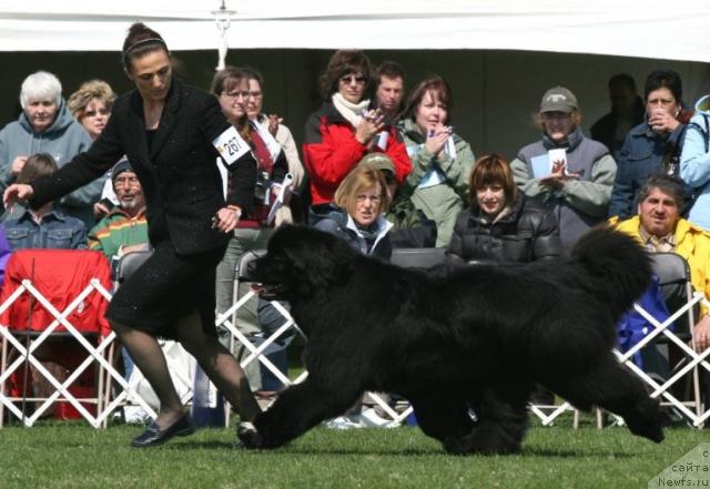 Фото: ньюфаундленд Kodiak Acres Name in Bright Lights
