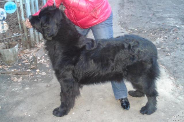 Фото: ньюфаундленд Akvatoriya Kelvin Integra (Акватория Келвин Интегра)