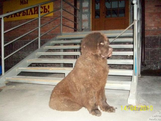 Фото: ньюфаундленд CHernyiy SHarm Amber Best Dog FO Marleon (Черный Шарм Амбер Бест Дог ФО Марлеон)