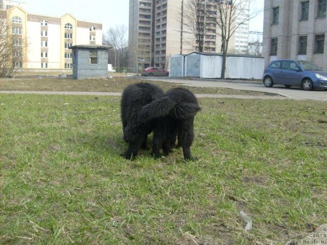 Фото: ньюфаундленд Aquatoriya Kelvin Kilimandzharo (Акватория Келвин Килиманджаро), ньюфаундленд Aquatoriya Kelvin Kadril (Акватория Келвин Кадриль)
