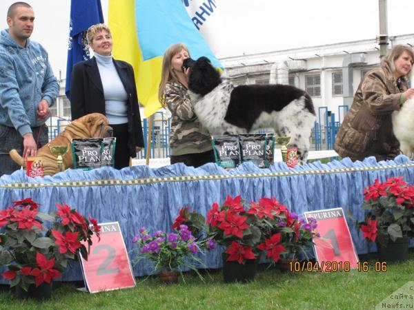 Фото: ньюфаундленд Plyushevaya Panda Stil'-Sankt-Peterburga (Плюшевая Панда Стиль-Санкт-Петербурга)