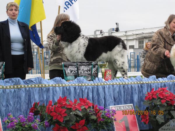 Фото: ньюфаундленд Plyushevaya Panda Stil'-Sankt-Peterburga (Плюшевая Панда Стиль-Санкт-Петербурга)