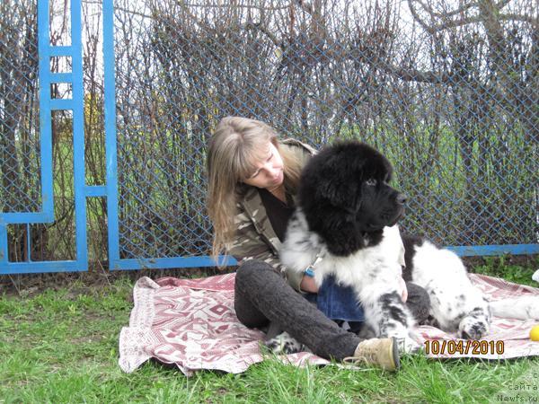 Фото: ньюфаундленд Plyushevaya Panda Stil'-Sankt-Peterburga (Плюшевая Панда Стиль-Санкт-Петербурга)