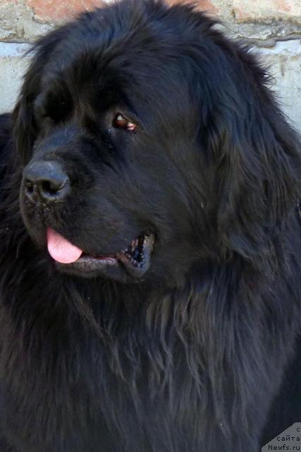 Фото: ньюфаундленд Arh Beauty Ot Chary Pervaya (Арх Бьюти От Чары Первая)
