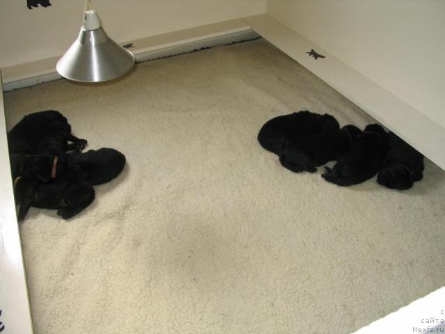 Фото: Щенки от, [d9260] и, [d7241]
1 неделя