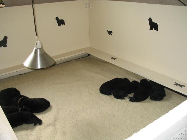 Фото: Щенки от, [d9260] и, ньюфаундленд Goddess of My Heart Midnight Bear