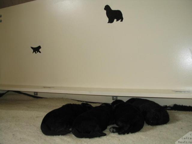 Фото: Щенки от, [d9260] и, ньюфаундленд Goddess of My Heart Midnight Bear