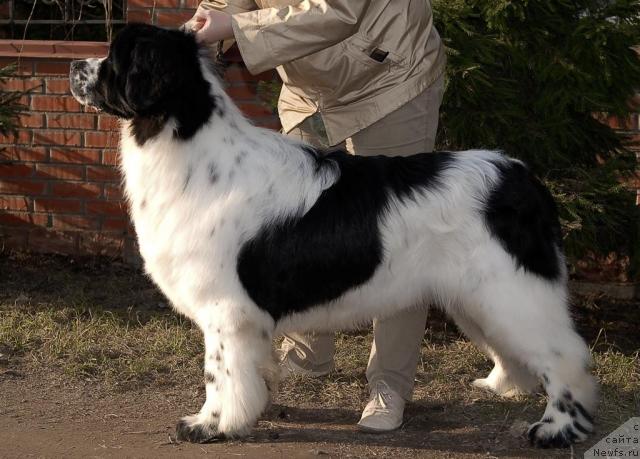 Фото: ньюфаундленд Sent Djons Parad Planet (Сент Джонс Парад Планет)