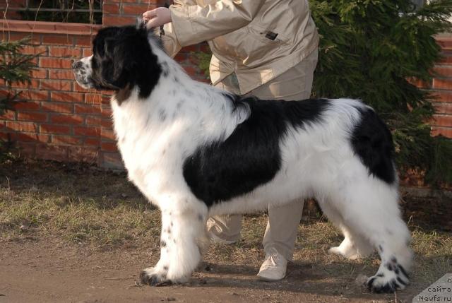 Фото: ньюфаундленд Sent Djons Parad Planet (Сент Джонс Парад Планет)