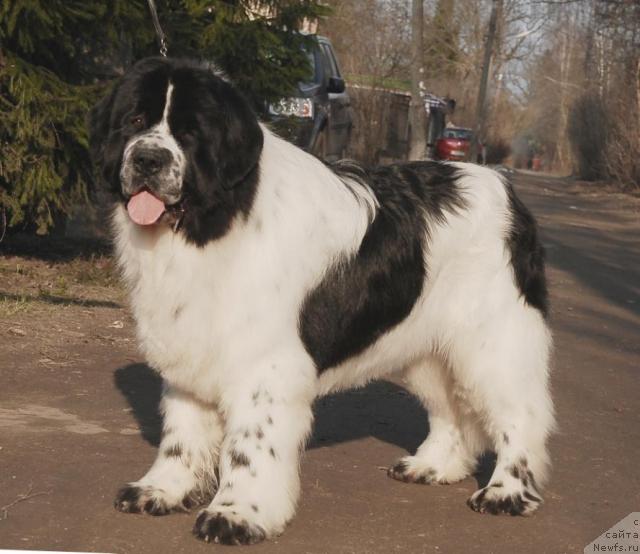 Фото: ньюфаундленд Sent Djons Parad Planet (Сент Джонс Парад Планет)