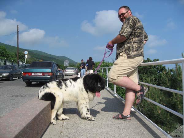 Фото: ньюфаундленд Plushevaya Panda Deniza Dlja  Berega Dona (Плюшевая Панда Дениза для Берега Дона)