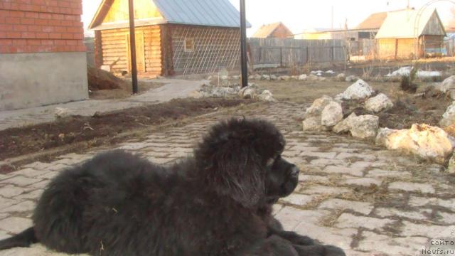 Фото: ньюфаундленд N'yufort Lunnyiy Barhat (Ньюфорт Лунный Бархат)