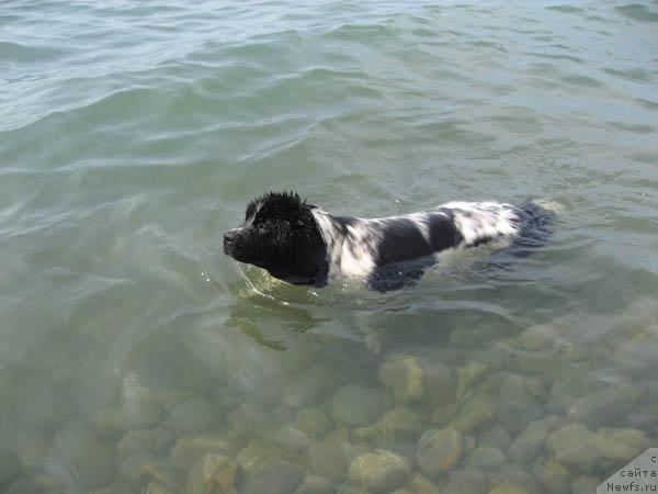 Фото: ньюфаундленд Plushevaya Panda Deniza Dlja  Berega Dona (Плюшевая Панда Дениза для Берега Дона)