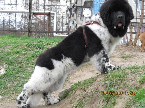Фото: ньюфаундленд Plyushevaya Panda Stil'-Sankt-Peterburga (Плюшевая Панда Стиль-Санкт-Петербурга)