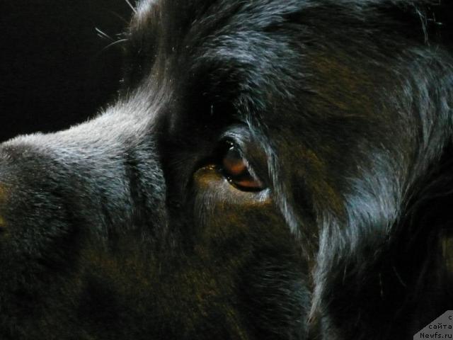 Фото: ньюфаундленд Plushevaya Panda Vikar (Плюшевая Панда Викар)