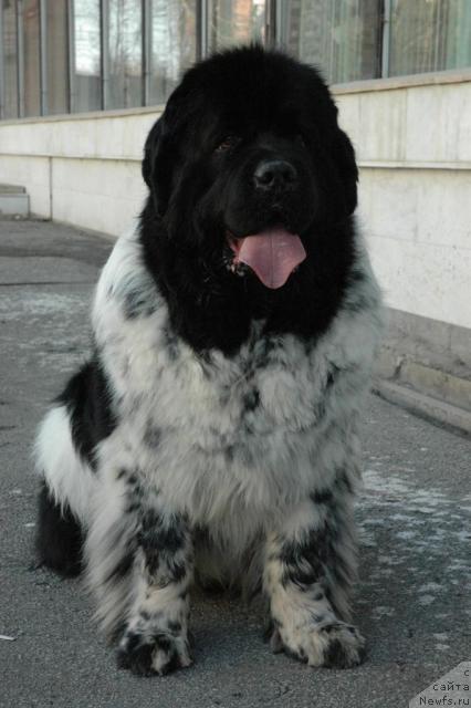 Фото: ньюфаундленд Plushevaya Panda Diland (Плюшевая Панда Диланд)