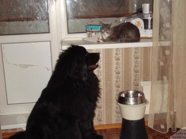 Фото: ньюфаундленд N'yufort Liya Obayatel'naya Kroshka (Ньюфорт Лия Обаятельная Крошка)