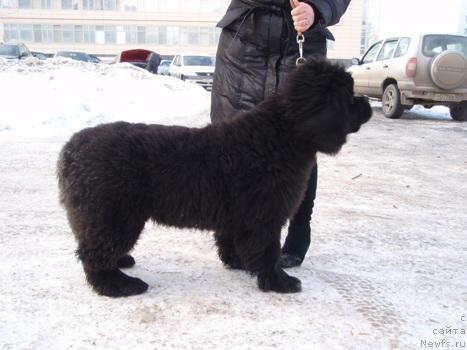 Фото: ньюфаундленд N'yufort Mlechnyiy Put' (Ньюфорт Млечный Путь)