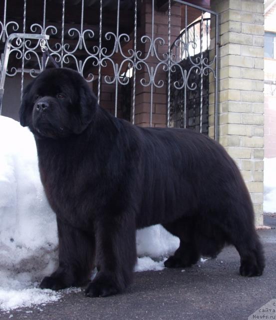 Фото: ньюфаундленд Krasavitsa Toma iz Plemeni Kedra (Красавица Тома из Племени Кедра)