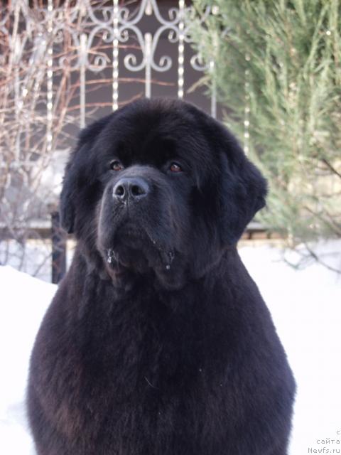 Фото: ньюфаундленд Krasavitsa Toma iz Plemeni Kedra (Красавица Тома из Племени Кедра)