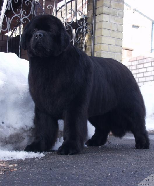 Фото: ньюфаундленд Krasavitsa Toma iz Plemeni Kedra (Красавица Тома из Племени Кедра)
