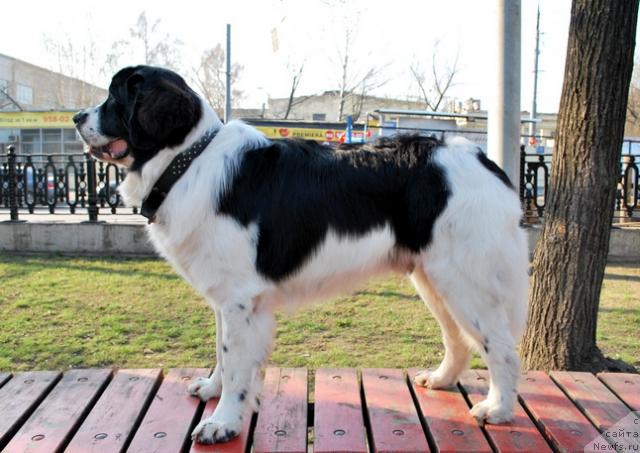 Фото: ньюфаундленд H'yugo Boss iz Unikal'noy Kollekcii (Хьюго Босс из Уникальной Коллекции)