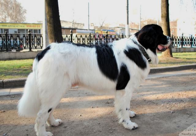 Фото: ньюфаундленд H'yugo Boss iz Unikal'noy Kollekcii (Хьюго Босс из Уникальной Коллекции)