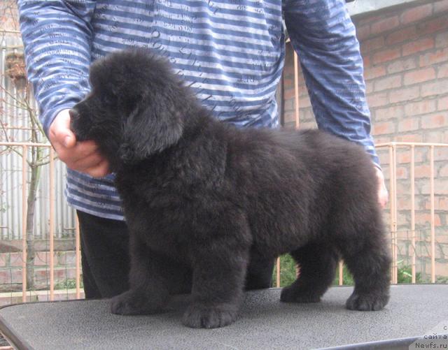 Фото: ньюфаундленд Razguljaj s Berega Dona (Разгуляй с Берега Дона)