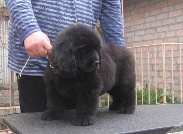 Фото: ньюфаундленд Razguljaj s Berega Dona (Разгуляй с Берега Дона)