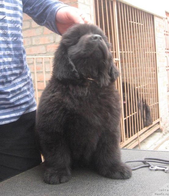 Фото: ньюфаундленд Razguljaj s Berega Dona (Разгуляй с Берега Дона)