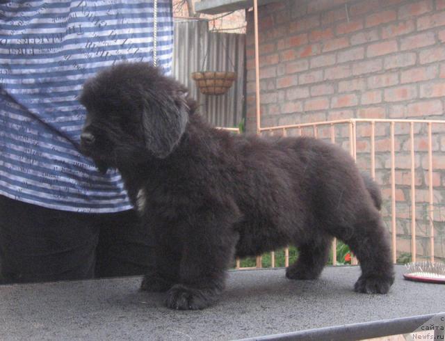 Фото: ньюфаундленд Radosvet s Berega Dona (Радосвет с Берега Дона)