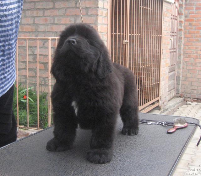 Фото: ньюфаундленд Radosvet s Berega Dona (Радосвет с Берега Дона)