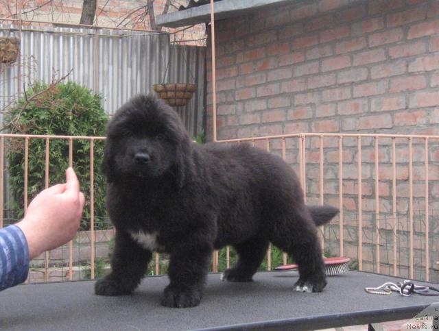 Фото: ньюфаундленд Rodnaja Dusha s Berega Dona (Родная Душа с Берега Дона)