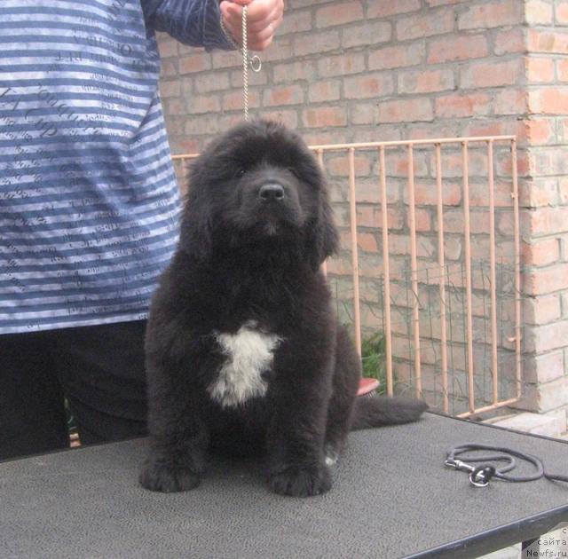 Фото: ньюфаундленд Rodnaja Dusha s Berega Dona (Родная Душа с Берега Дона)