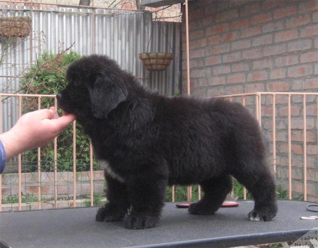 Фото: ньюфаундленд Rostovchanka s Berega Dona (Ростовчанка с Берега Дона)