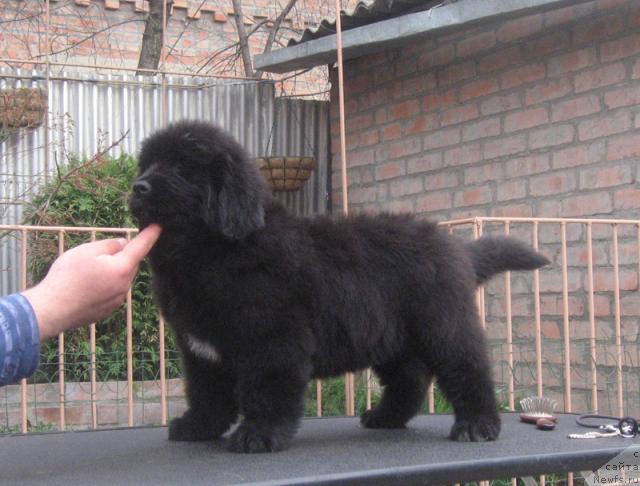 Фото: ньюфаундленд Rossijanka s Berega Dona (Россиянка с Берега Дона)