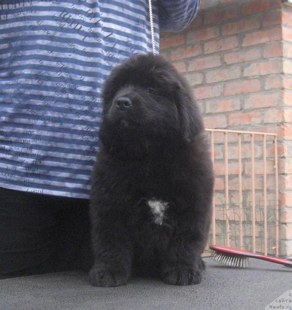 Фото: ньюфаундленд Rossijanka s Berega Dona (Россиянка с Берега Дона)