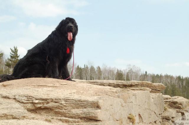 Фото: ньюфаундленд Ryicar' Blagorodnyiy ot Marleon Dusvik (Рыцарь Благородный от Марлеон Дусвик)