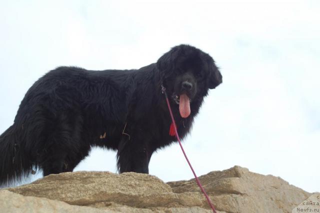 Фото: ньюфаундленд Ryicar' Blagorodnyiy ot Marleon Dusvik (Рыцарь Благородный от Марлеон Дусвик)